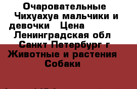 Очаровательные  Чихуахуа мальчики и девочки › Цена ­ 15 000 - Ленинградская обл., Санкт-Петербург г. Животные и растения » Собаки   
